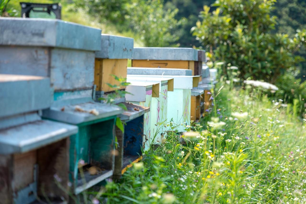Agriturismo Alveare Sul Lago Pisogne Eksteriør billede